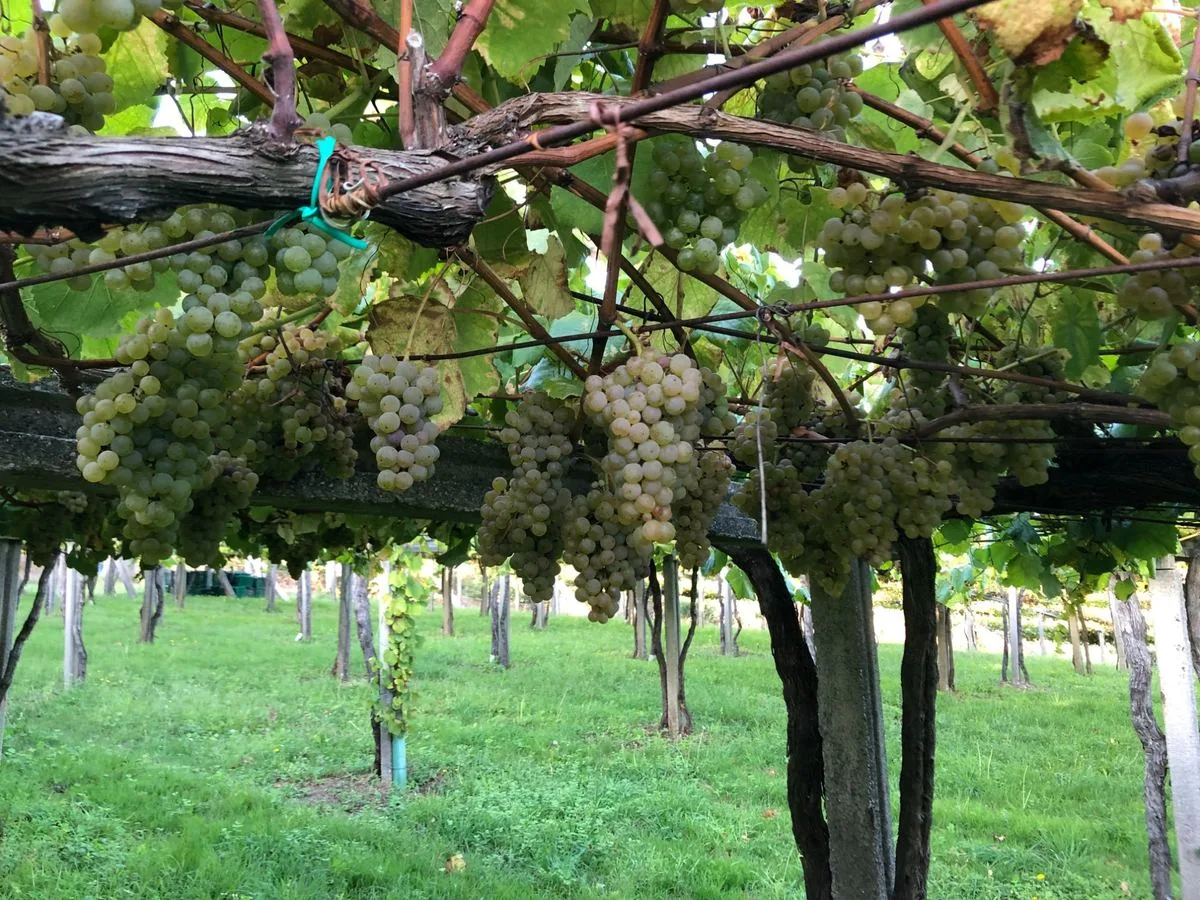 Vendimia Albariño